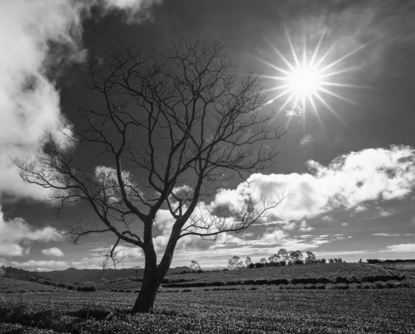 Ensamt Träd Fältsäsong Löv Istället Morgonen När Solen Skiner Ner — Stockfoto