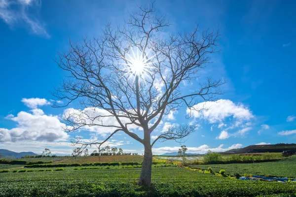 Ensamt Träd Fältsäsong Löv Istället Morgonen När Solen Skiner Ner — Stockfoto