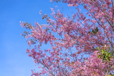 Bahar güneşinde etkileyici mavi gökyüzü ile kiraz kayısı dalları çiçek açar.
