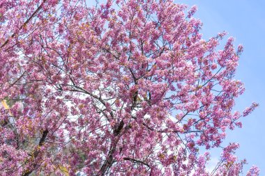 Bahar güneşinde etkileyici mavi gökyüzü ile kiraz kayısı dalları çiçek açar.