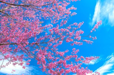 Bahar güneşinde etkileyici mavi gökyüzü ile kiraz kayısı dalları çiçek açar.