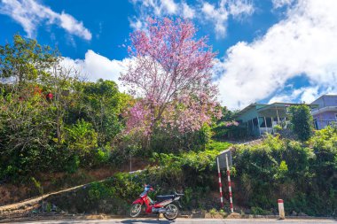 Da Lat, Vietnam - 7 Ocak 2020: Vietnam 'da, Da Lat, Vietnam' ın varoşlarında, huzurlu bir bahar sabahı yol açan kiraz ağacının yanında çalı bir gezginin motosikleti