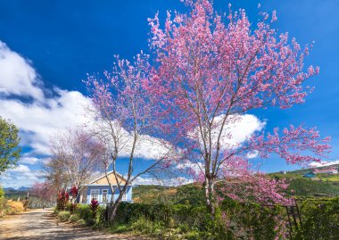 Köye giden toprak yolda kiraz çiçeği açıyor kırsal platoda bahara hoş geldin.