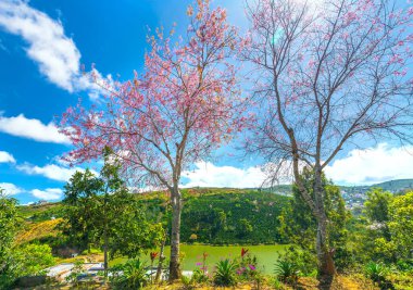 Köye giden toprak yolda kiraz çiçeği açıyor kırsal platoda bahara hoş geldin.