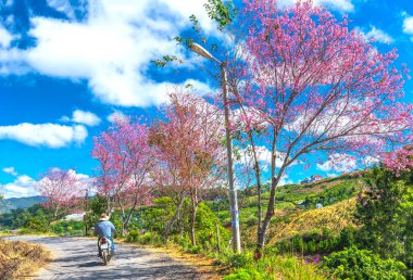 Da Lat, Vietnam - 7 Ocak 2020: İlkbahar sabahı toprak yol boyunca çiçek açan manzara kiraz ağaçları trafik arkaplanı Da Lat, Vietnam kırsalında huzurlu bir hayat resmine dönüşür.