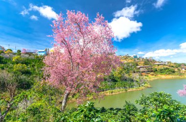 Vietnam 'ın dağlık bölgelerindeki kahve tepelerinde kiraz kayısı ağaçları çiçek açıyor.