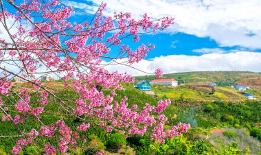 Küçük bir kasabada bahar çiçekleri ön planda kiraz çiçekleri ile Da Lat platosundaki bahar havasını süsler, Vietnam