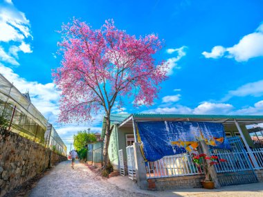 Da Lat, Vietnam - 6 Ocak 2020: Güneşli bir bahar sabahı, Da Lat, Vietnam kırsalında huzurlu bir hayat sürülen küçük bir evin ve trafik geçmişinin yanında çiçek açan kiraz kayısı ağaçları