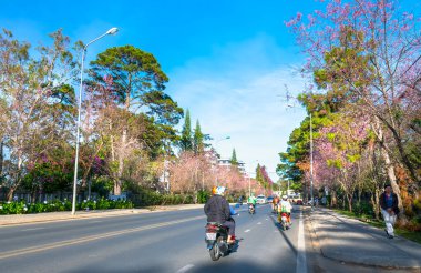 Da Lat, Vietnam - 6 Ocak 2020: Dolu bir sabah güneşinde manzara kiraz ağaçları, Da Lat, Vietnam 'da bahar geldiğinde oyuncu ve karakter dağları hissi yaratır.