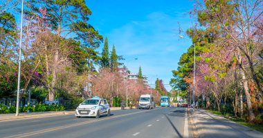 Da Lat, Vietnam - 6 Ocak 2020: Dolu bir sabah güneşinde manzara kiraz ağaçları, Da Lat, Vietnam 'da bahar geldiğinde oyuncu ve karakter dağları hissi yaratır.