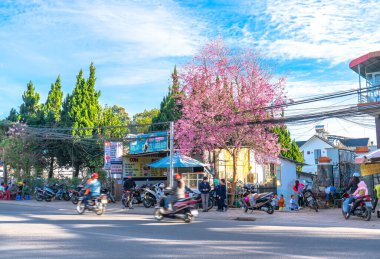 Da Lat, Vietnam - 6 Ocak 2020: Dolu bir sabah güneşinde manzara kiraz ağaçları, Da Lat, Vietnam 'da bahar geldiğinde oyuncu ve karakter dağları hissi yaratır.
