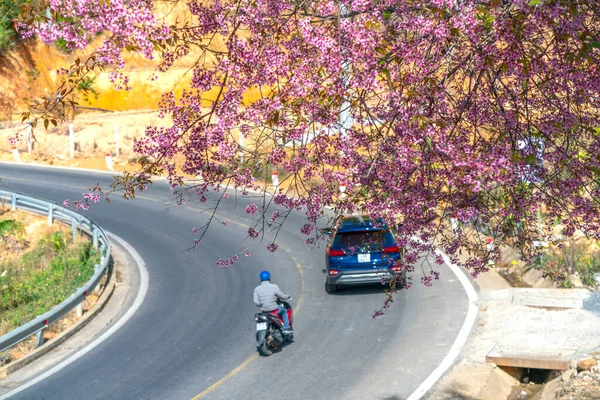 Lat Vietnam Január 2020 Tájkép Cseresznye Sárgabarack Fák Virágzik Mentén — Stock Fotó