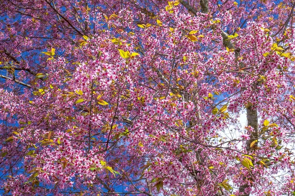 Les Branches Abricot Cerise Fleurissent Soleil Printemps Avec Ciel Bleu — Photo