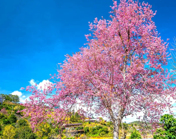 Cherry Apricot Branches Bloom Spring Sunshine Impressive Blue Sky — Stock Photo, Image