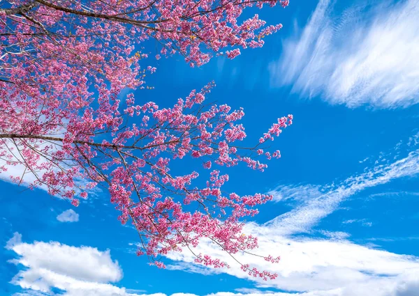 Kirschaprikosenzweige Blühen Der Frühlingssonne Mit Einem Beeindruckend Blauen Himmel — Stockfoto