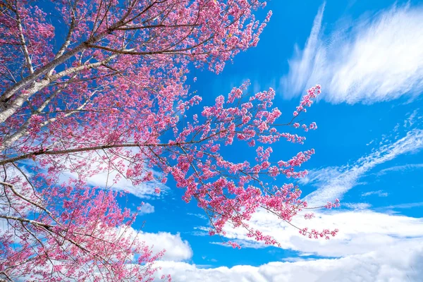Las Ramas Albaricoque Cereza Florecen Sol Primavera Con Impresionante Cielo — Foto de Stock