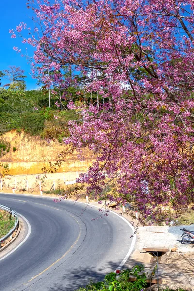 Las Ramas Albaricoque Cereza Florecen Bajo Sol Primaveral Con Fondo — Foto de Stock