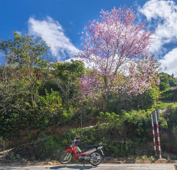 Lat Vietnam Január 2020 Motorkerékpár Egy Bokros Utazó Mellett Cseresznyevirág — Stock Fotó