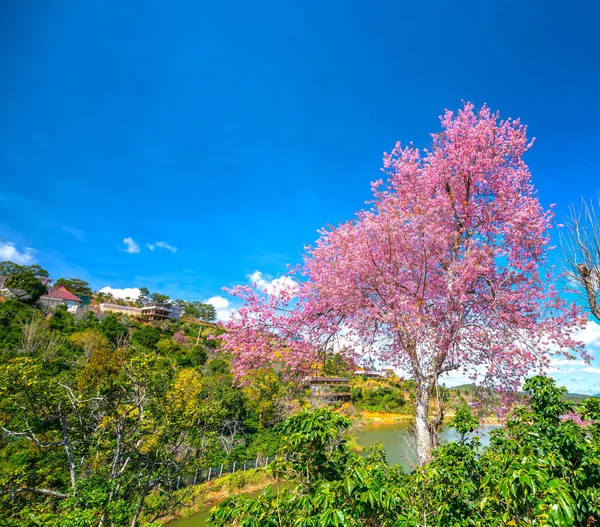 Spring Flowers Small Town Cherry Blossoms Foreground Decorate Spring Air — Stock Photo, Image
