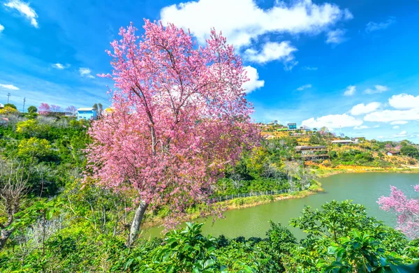 Spring flowers in the small town with cherry blossoms as the foreground decorate the spring air in the Da Lat plateau, Vietnam