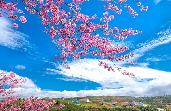 Jarní Květiny Malém Městečku Třešňovými Květy Jako Popředí Zdobí Jarní — Stock fotografie