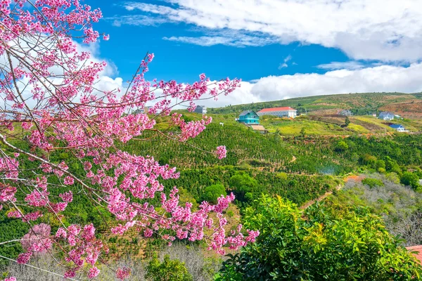 Spring Flowers Small Town Cherry Blossoms Foreground Decorate Spring Air — Stock Photo, Image
