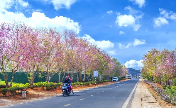 Lat Vietnam Enero 2020 Los Árboles Albaricoque Cerezo Del Paisaje — Foto de Stock