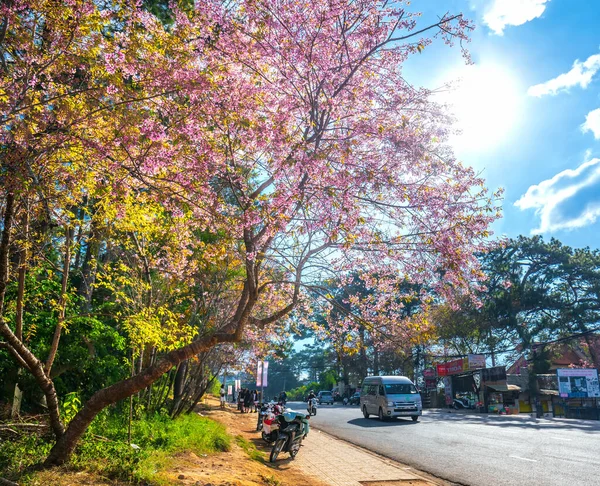 Lat Vietnam Enero 2020 Árboles Flores Cerezo Bullicioso Sol Matutino — Foto de Stock