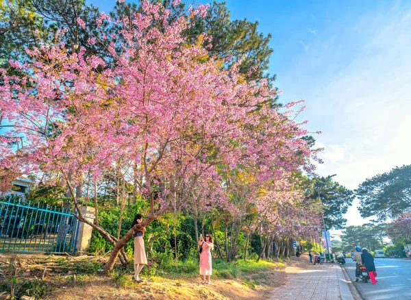 Lat Vietnam Ocak 2020 Dolu Bir Sabah Güneşinde Manzara Kiraz — Stok fotoğraf