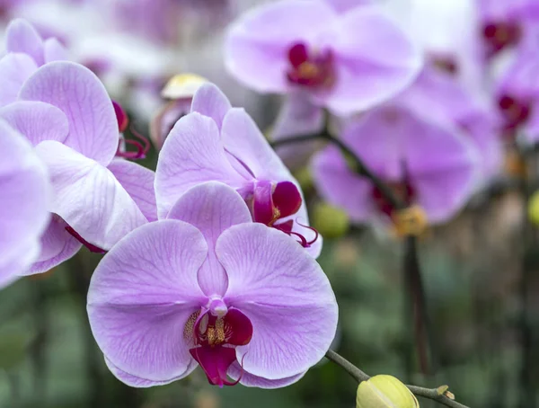 Les Fleurs Orchidées Phalaenopsis Fleurissent Printemps Ornent Beauté Nature Les — Photo