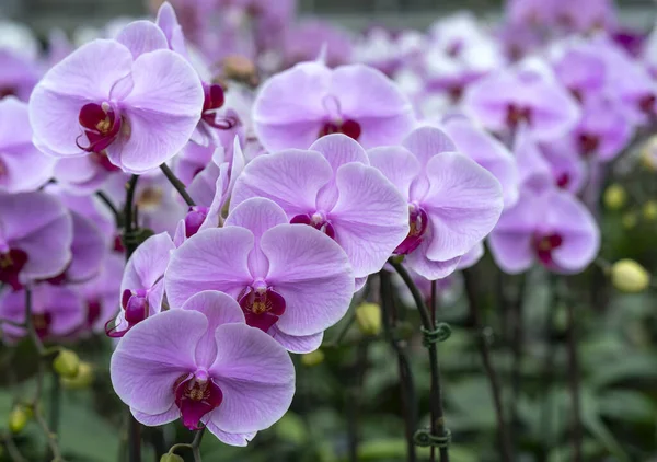 Flores Orquídeas Phalaenopsis Florescem Primavera Adornam Beleza Natureza Flores São — Fotografia de Stock