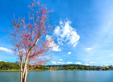 Da Lat, Vietnam 'da güneşli bir bahar öğleden sonrasında göl kıyısında kiraz ağaçları çiçek açar.
