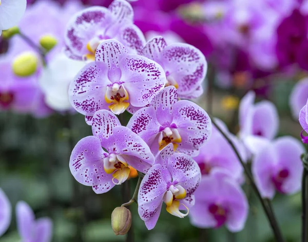 Les Fleurs Orchidées Phalaenopsis Fleurissent Printemps Ornent Beauté Nature Les — Photo