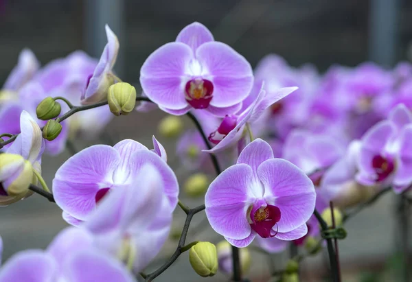 Flores Orquídeas Phalaenopsis Florescem Primavera Adornam Beleza Natureza Flores São — Fotografia de Stock