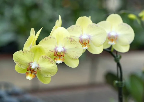 Flores Orquídeas Phalaenopsis Florescem Primavera Adornam Beleza Natureza Flores São — Fotografia de Stock