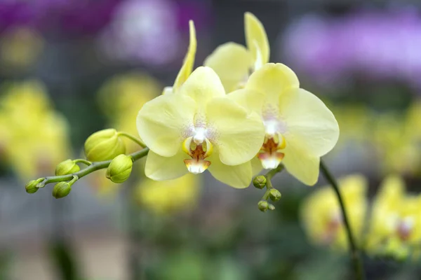 Phalaenopsis Orchideák Virágzik Tavasszal Díszítik Természet Szépségét Virágok Díszített Otthonok — Stock Fotó