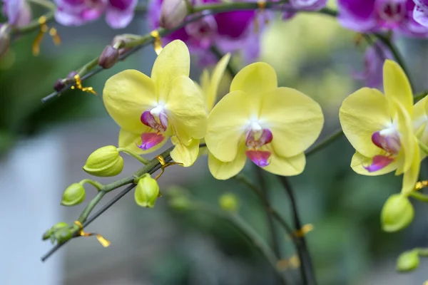Phalaenopsis Orchideák Virágzik Tavasszal Díszítik Természet Szépségét Virágok Díszített Otthonok — Stock Fotó