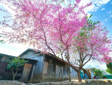 Da Lat, Vietnam - 8 Ocak 2020: Güneşli bir bahar sabahı Da Lat, Vietnam 'ın huzurlu dağlık bölgelerinde küçük bir evin önünde açan kiraz kayısı ağaçları