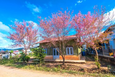 Da Lat, Vietnam - 8 Ocak 2020: Güneşli bir bahar sabahı Da Lat, Vietnam 'ın huzurlu dağlık bölgelerinde küçük bir evin önünde açan kiraz kayısı ağaçları