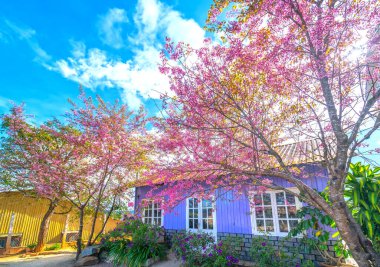 Da Lat, Vietnam - 8 Ocak 2020: Beyaz kapı çerçeveli mor ev ve bahar sabahı kiraz ağacı çiçeği Da Lat, Vietnam kırsalında güzel ve huzurludur.
