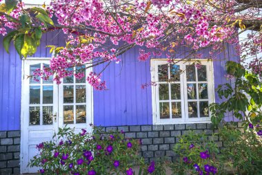 Da Lat, Vietnam - 8 Ocak 2020: Beyaz kapı çerçeveli mor ev ve bahar sabahı kiraz ağacı çiçeği Da Lat, Vietnam kırsalında güzel ve huzurludur.