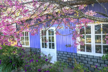 Da Lat, Vietnam - 8 Ocak 2020: Beyaz kapı çerçeveli mor ev ve bahar sabahı kiraz ağacı çiçeği Da Lat, Vietnam kırsalında güzel ve huzurludur.