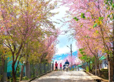 Da Lat, Vietnam - 8 Ocak 2020: İlkbahar sabahı yol boyunca çiçek açan manzara kiraz ağaçları, trafik arka planında Da Lat platosunda huzurlu bir hayat resmine dönüşür.