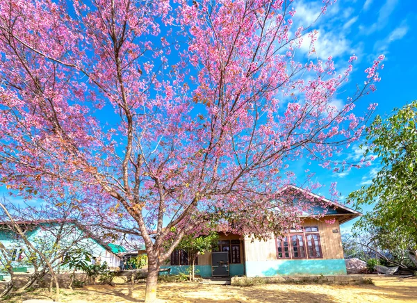 Lat Vietnam Enero 2020 Albaricoques Cerezo Floreciendo Una Soleada Mañana — Foto de Stock