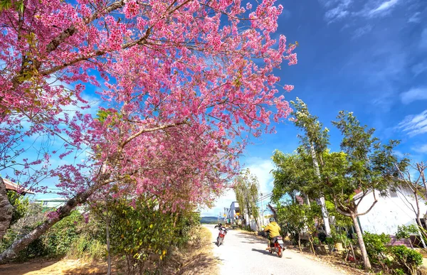 Lat Vietnam Enero 2020 Los Árboles Albaricoque Cerezo Del Paisaje — Foto de Stock