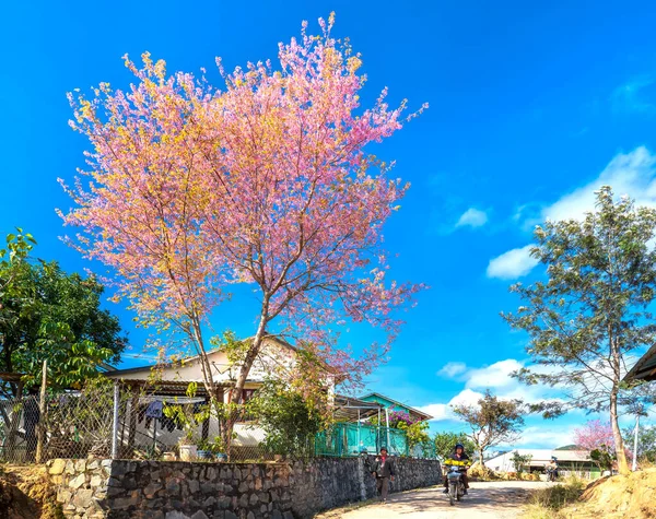 Lat Vietnam Enero 2020 Los Árboles Albaricoque Cerezo Del Paisaje — Foto de Stock