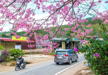 Da Lat, Vietnam - January 8th, 2020: Cars driving on the country road with a foreground of cherry blossom merges into a picture of peaceful life in rural Da Lat plateau, Vietnam
