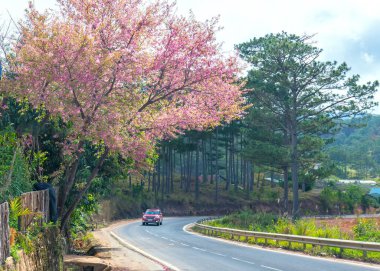 Da Lat, Vietnam - January 8th, 2020: Cars driving on the country road with a foreground of cherry blossom merges into a picture of peaceful life in rural Da Lat plateau, Vietnam