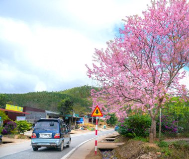 Da Lat, Vietnam - January 8th, 2020: Cars driving on the country road with a foreground of cherry blossom merges into a picture of peaceful life in rural Da Lat plateau, Vietnam