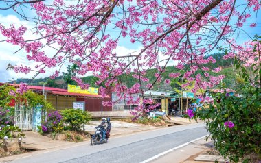 Da Lat, Vietnam - January 8th, 2020: Cars driving on the country road with a foreground of cherry blossom merges into a picture of peaceful life in rural Da Lat plateau, Vietnam